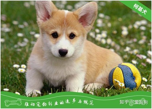 柯基犬價格多少錢一只?柯基犬報價(圖1) 柯基犬價格多少錢一只?柯基犬報價(圖1)