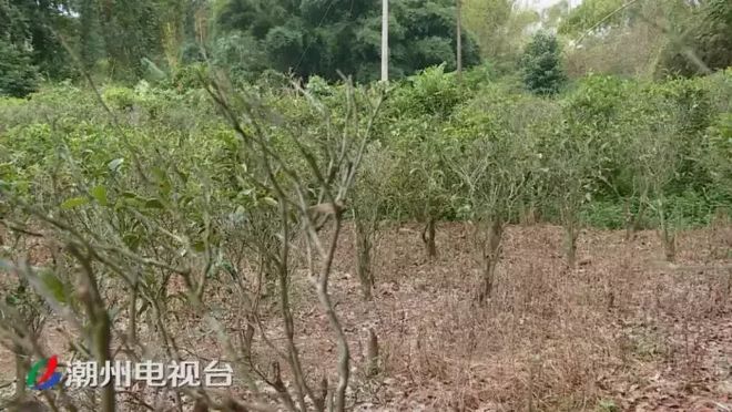 潮州鐵鋪溪流發(fā)黃淤泥堆積,都是洗砂場惹的禍(圖5)