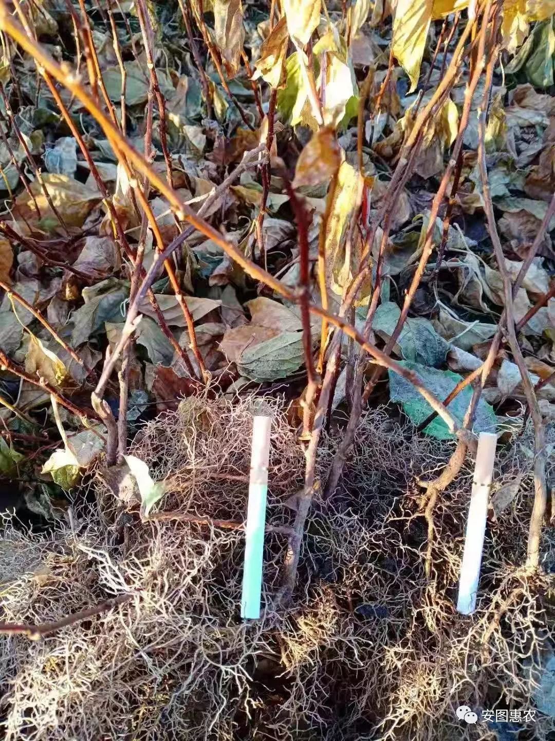 【供求信息】綜合(11.11)如您需要發布供求信息，請在文章下方留言(圖4)