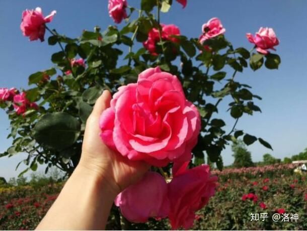 昆明斗南花市營業時間、春節營業時間、斗南花市地址、旅游攻略(圖10) 昆明斗南花市營業時間、春節營業時間、斗南花市地址、旅游攻略(圖10)