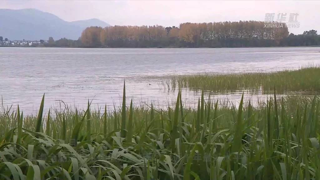 喜迎二十大|洱海之治(圖5) 喜迎二十大|洱海之治(圖5)